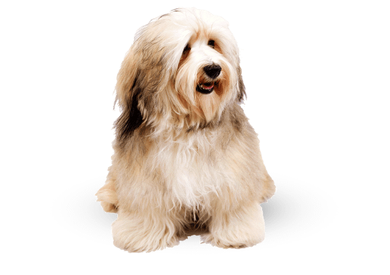 Dog with Sofa Factory Outlet Sofa